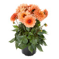 Dahlia 'Labella Grande' Mix Ø14 cm